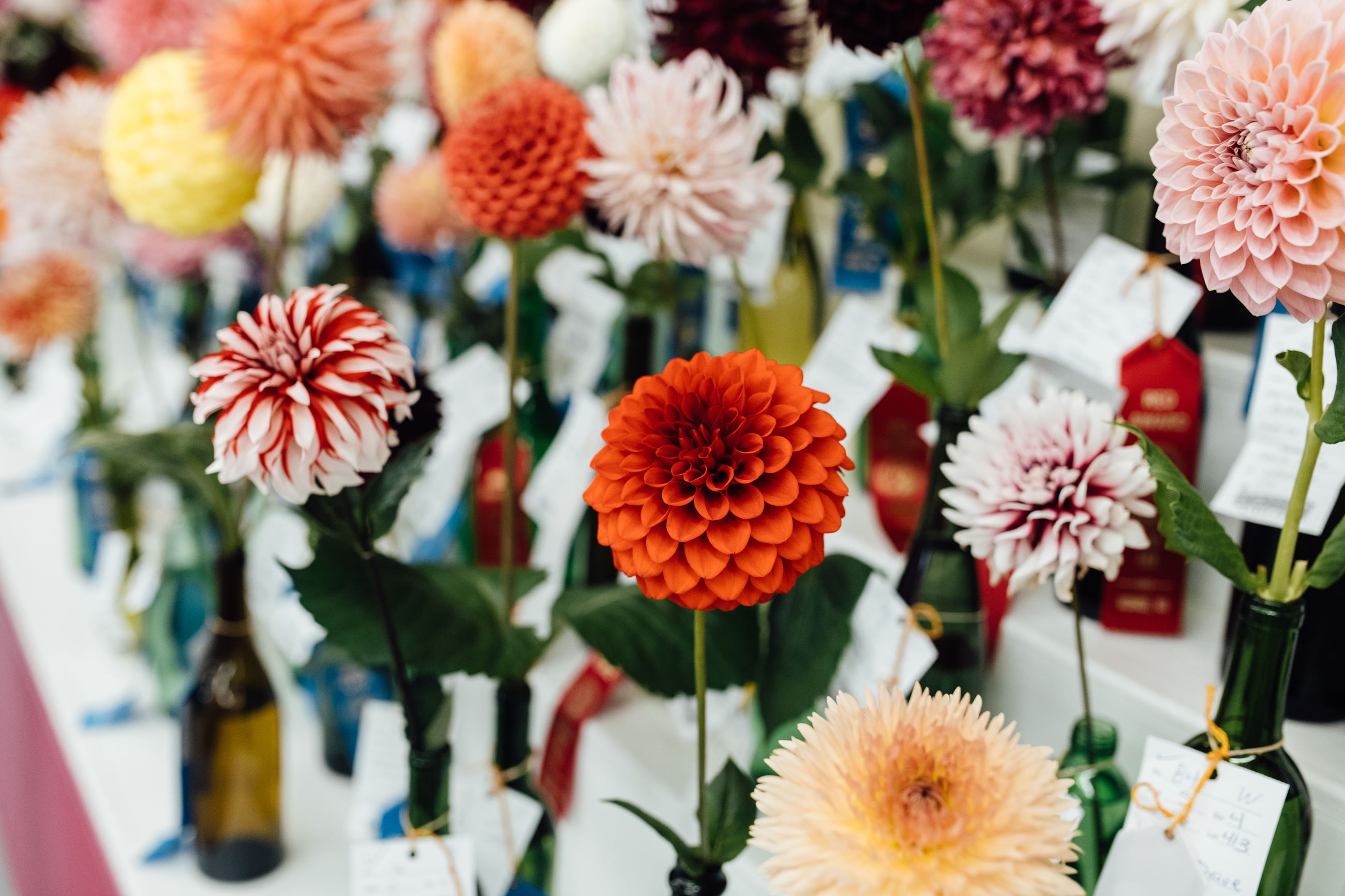 Jake Campbell - 190901_Evergreen_State_Fair_8089
