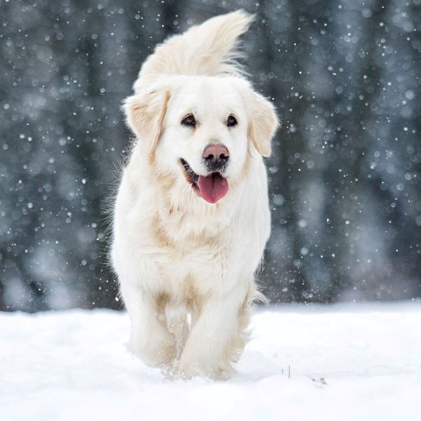 dog in winter