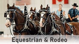 Equestrian image of draft horses